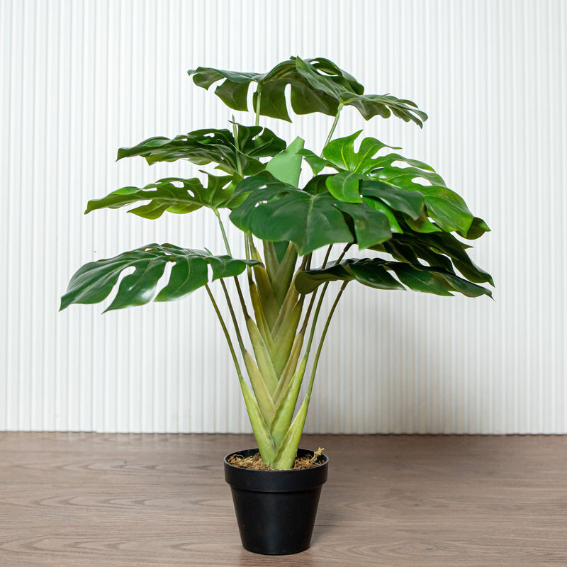 Monstera Small (8497704534178)