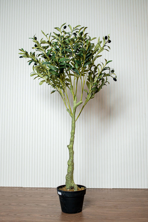 Olive Tree Large (8498467307682)