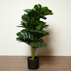 Monstera Large (8498457673890)