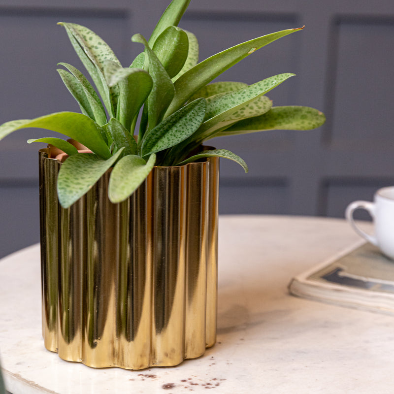 Jacquemus Planter Small (7617476329634)